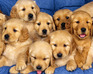 play Sweet Puppies Puzzle