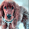 play Dog In Winter Slide Puzzle