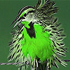 play Green Silly Bird Slide Puzzle