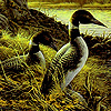 play Ducks In The Pond Puzzle