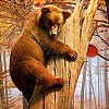 play Funky Bear In Woods Slide Puzzle