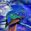 play Blue Home Parrot Puzzle