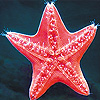 play Red Sea Star Slide Puzzle
