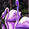 play Purple Swans In The Lake Puzzle
