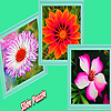 play Various Garden Flowers Puzzle