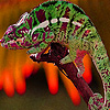 play Lizards In The Nature Puzzle