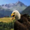 play Eagle Puzzle