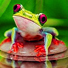 play Frogs In The Jungle Puzzle