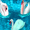 play Swans In Sea Puzzle