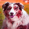 play Blue Eyes Doggie Puzzle