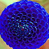 play Blue Garden Flowers Puzzle