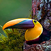 play Colored Beak In The Mountain Puzzle