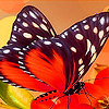 Hungry Butterfly In Garden Puzzle