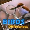play Birds Differences