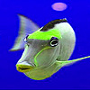 play Dizzy Fish Puzzle