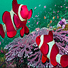 play Pink Clown Fishes In The Sea Puzzle