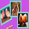 play Little Chicks In The Farm Puzzle