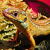 play Lizard In The Wild Nature Puzzle