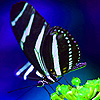 play Zebra Butterflies In The Jungle Puzzle