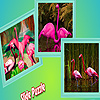 Pink Flamingos In Zoo Puzzle