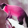 play Pink Mountain Weasel Puzzle