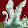 play Swan Swimming In The River Puzzle