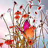 play Butterfly In Daisy Field Puzzle