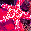 play Sea Star In The Ocean Puzzle