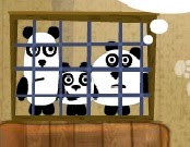 3 Pandas In Brazil