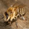 play Bee Macro