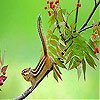 play Acrobat Squirrel Slide Puzzle