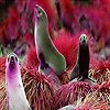 play Pink Sea Lions Puzzle