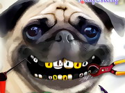 Pug Teeth Problems