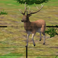 play Animal Hunter 3D