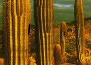 play Cactus Desert Escape