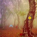 play Fog Forest Escape