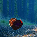 play Turkey Asylum Escape 5