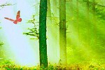 play Butterfly Forest Escape