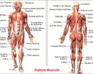 Anatomia E Këmbës - Pjesa E Parë