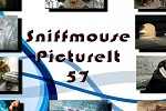 play Sniffmouse Pictureit 57
