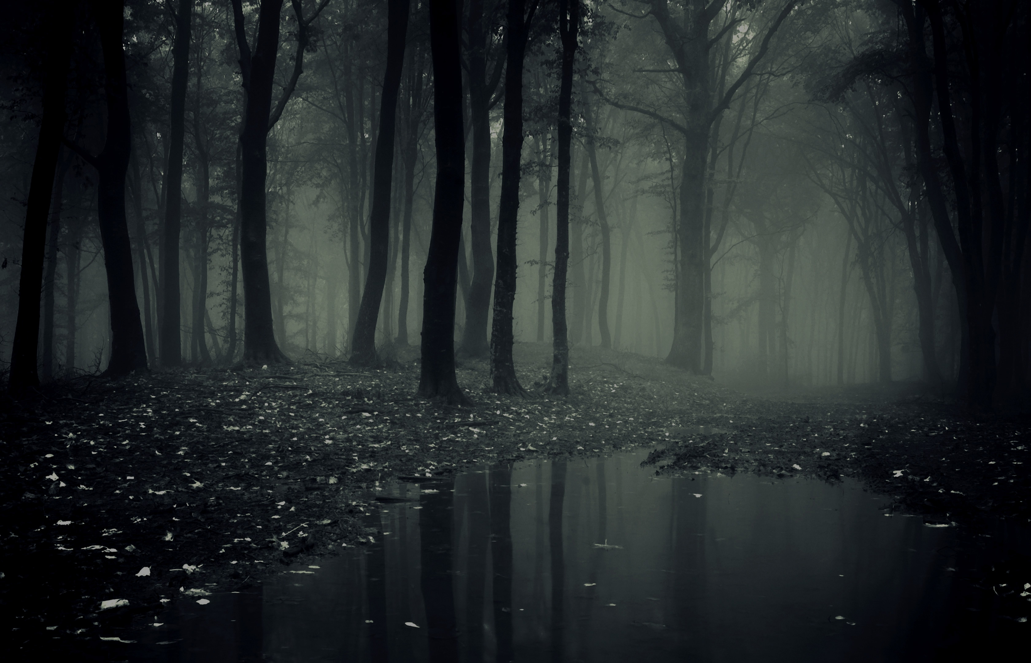 The Dark Forest