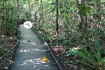 play Escape From Daintree Rainforest