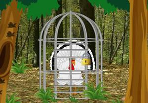 Escape White Turkey From Green Forest