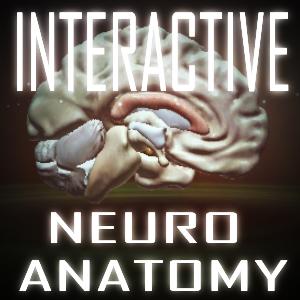 play Interactive Neuro Anatomy 2