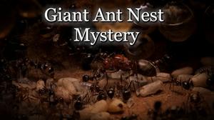 play Giant Ant Nest Mystery
