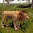 play Wild Life: Lion