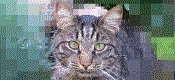 Repixel Find A Cat