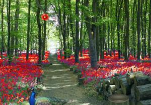 play Red Flower Forest Escape Game