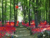 play Red Flower Forest Escape