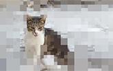 play Repixel Find A Cat